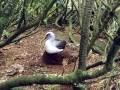 Buller's Albatross