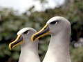 Buller's Albatross