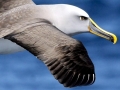Buller's Albatross