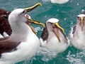 Buller's Albatross