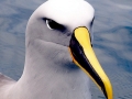 Buller's Albatross