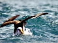 Buller's Albatross