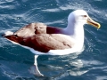 Buller's Albatross