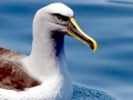 Buller's Albatross