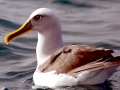 Buller's Albatross