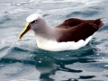 Buller's Albatross