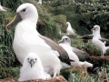 Buller's Albatross