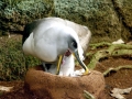 Buller's Albatross