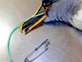 Buller's Albatross