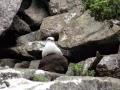 Buller's Albatross