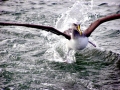 Buller's Albatross