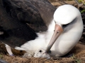 Buller's Albatross