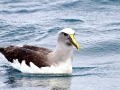 Buller's Albatross