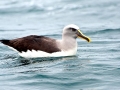 Buller's Albatross
