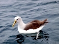 Buller's Albatross