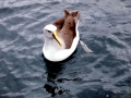 Buller's Albatross