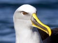 Buller's Albatross