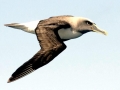 Buller's Albatross