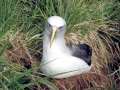 Buller's Albatross