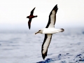 Buller's Albatross
