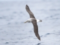 Buller's Albatross