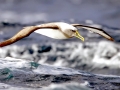 Buller's Albatross