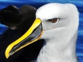 Buller's Albatross