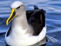 Buller's Albatross