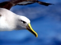 Buller's Albatross