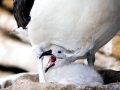 Buller's Albatross
