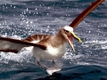 Buller's Albatross