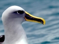 Buller's Albatross