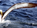 Buller's Albatross