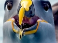Buller's Albatross