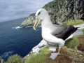 Buller's Albatross