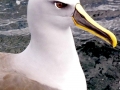 Buller's Albatross