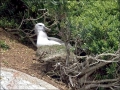 Buller's Albatross