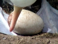 Buller's Albatross