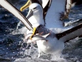 Buller's Albatross
