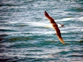 Buller's Albatross
