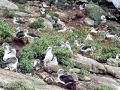 Buller's Albatross