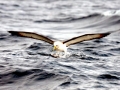 Buller's Albatross