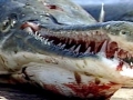 Alligator Gar