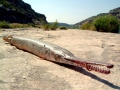 Alligator Gar