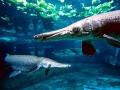 Alligator Gar