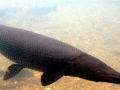 Alligator Gar