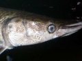 Alligator Gar