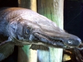 Alligator Gar