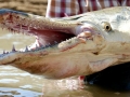 Alligator Gar