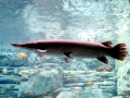 Alligator Gar